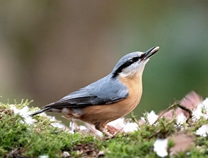 eurasian nuthatch sitta europaea