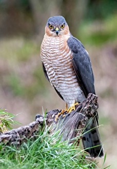 eurasian sparrowhawk accipiter nisus