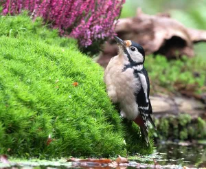 great spotted woodpecker dendrocopos major