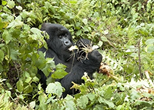 mountain gorilla gorilla beringei