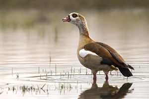 nijlgans egyptian goose alopochen aegyptiacus
