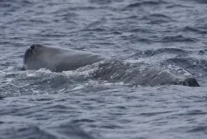 potvis sperm whale physeter macrocephalus