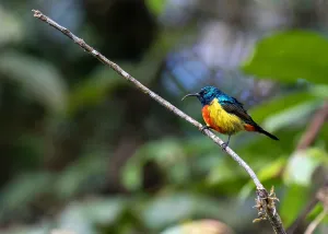 regal sunbird cinnyris regius