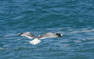 russian common gull larus canus heinei